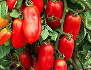 san marzano 2